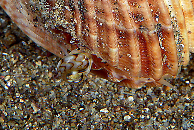 Acanthocardia tuberculata